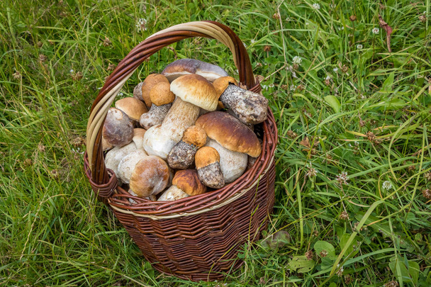 Плетеная корзина с съедобными грибами
 - Фото, изображение