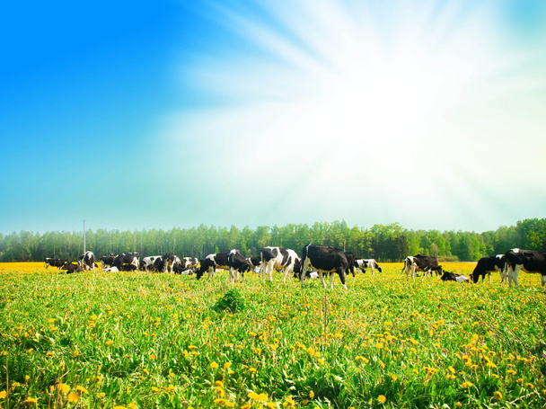 牧草地の牛 - 写真・画像