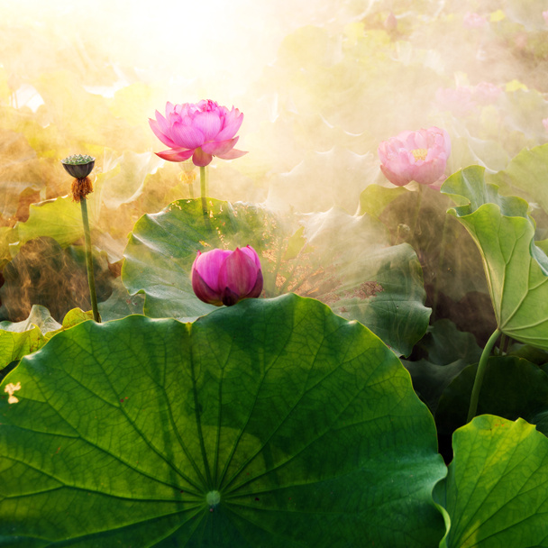 Lotus - Fotoğraf, Görsel