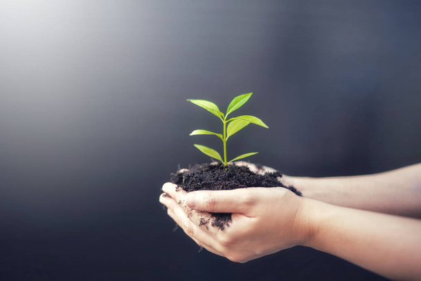 Female hands holding sprout plant or green tree seedling with black soil.Earth Day save environment and Ecology concept. - Photo, image