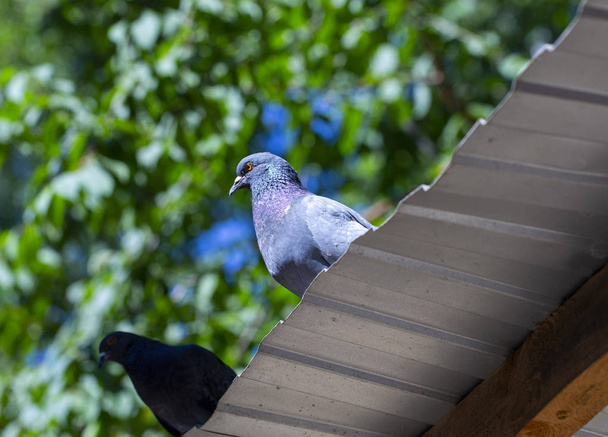 piccione sul tetto primo piano in estate
 - Foto, immagini