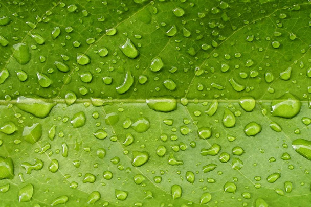 Prachtige groene blad textuur met druppels water in de regendag.Top view Creatieve regendruppel op tropische bladeren lay-out.Panorama Banner vrije ruimte voor text.Nature lente, Achtergrond textuur concept. - Foto, afbeelding