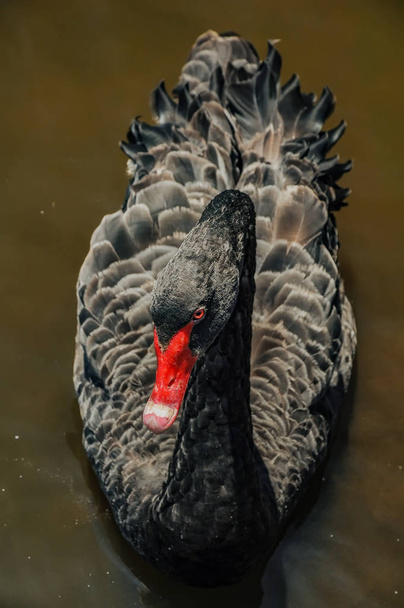 Black Swan in Botanical garden Melbourne. - Foto, Imagen
