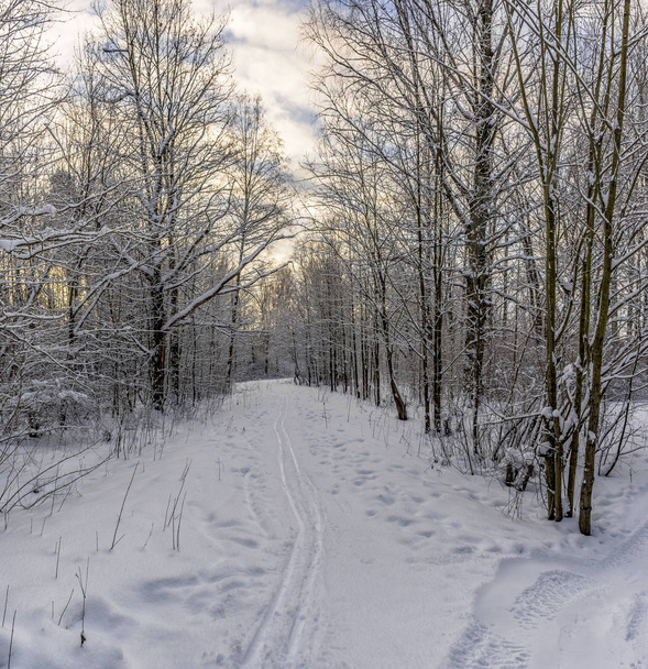 Día de invierno soleado en el parque forestal. Por todas partes hay nieve blanca y espesa.  - Foto, Imagen