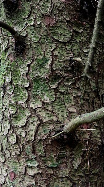 Çam Ağacı Kabuğu Yakın Çekim Görünümü - Fotoğraf, Görsel