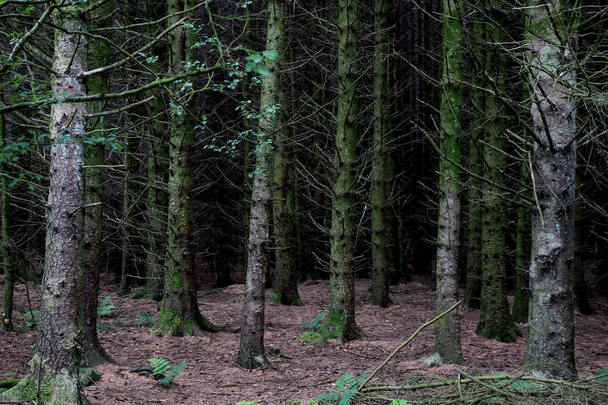 Suelo del bosque de pinos y troncos de árboles
 - Foto, imagen