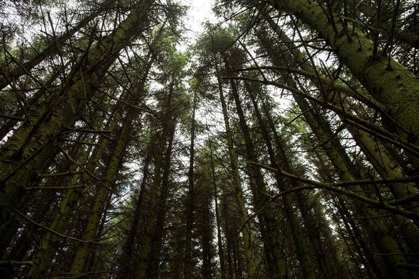 Alti pini in una foresta Ubicazione
 - Foto, immagini