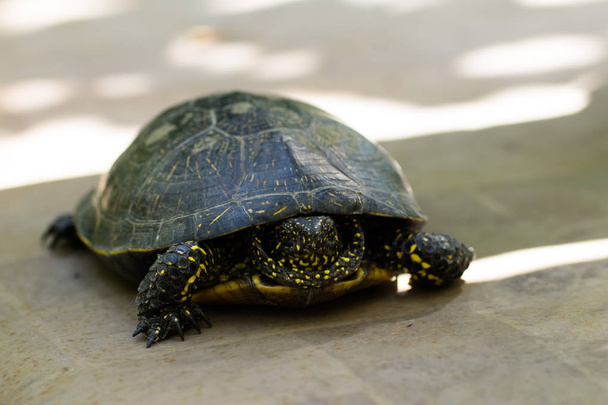 Primer plano de una tortuga manchada negra y amarilla
 - Foto, imagen
