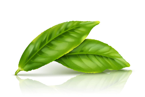 Green tea leaf isolated on white background - Vector, Image