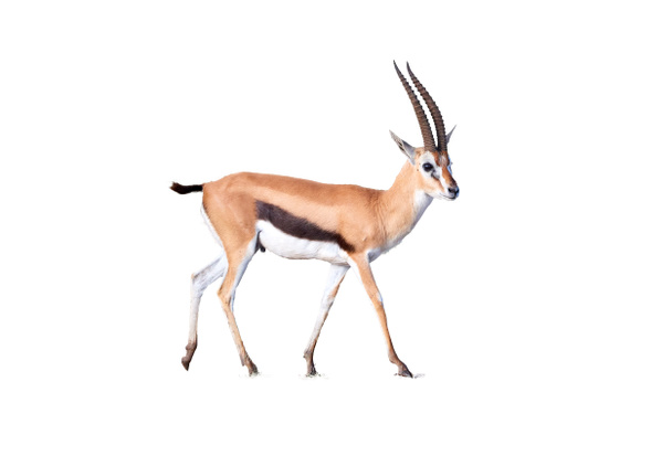 thomsons gazelle, eudorcas thomsonii isoliert auf weißem hintergrund. amboseli nationalpark, kenia. - Foto, Bild