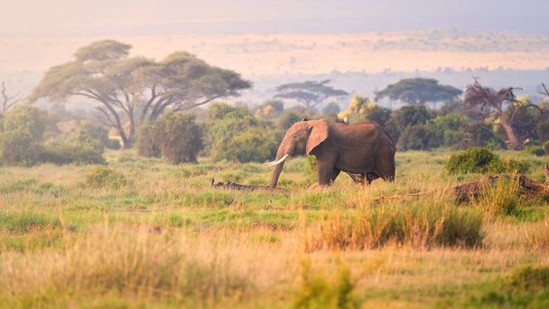 火山キリマンジャロ、アンボセリ国立公園、ケニアのふもとの典型的なアフリカの風景。サバンナ、アカシアの木と巨大なアフリカゾウ。ケニア、タンザニアの野生動物写真. - 写真・画像