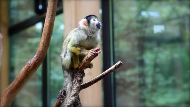 Monkey in zoo - Materiaali, video