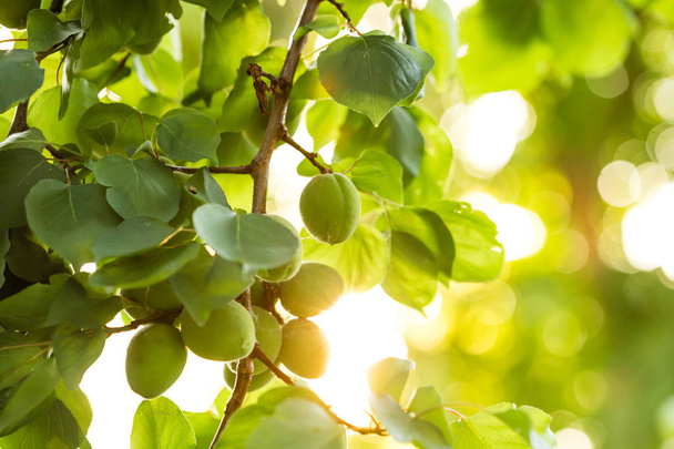 Green unripe apricots on a tree branch in the garden. Maturing apricots on tree branch during spring time, fruit development. - Photo, Image