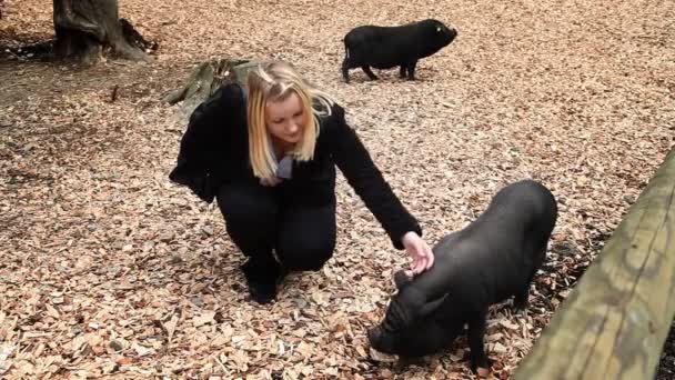 Dzika świnia w zoo, kobieta si wizyty - Materiał filmowy, wideo