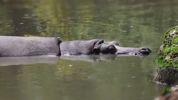 strzał odpoczynek hipopotama z dodatkiem tilt shift efekt - Materiał filmowy, wideo