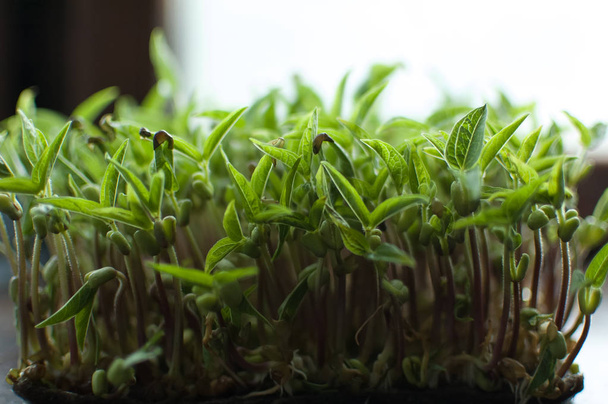 箱に入った緑色のムンビーン種子の側面図。新鮮で生の芽の成長。健康食品のコンセプト、家庭でのマイクログリーン農業 - 写真・画像