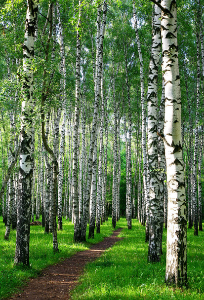 Evening pathway in the summer birch forest - Photo, image