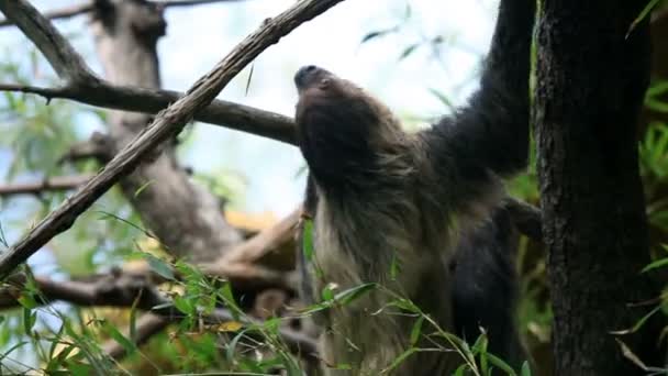 doz yavaş yavaş ağaç dalları üzerinde tırmanma bir tembel hayvan - Video, Çekim