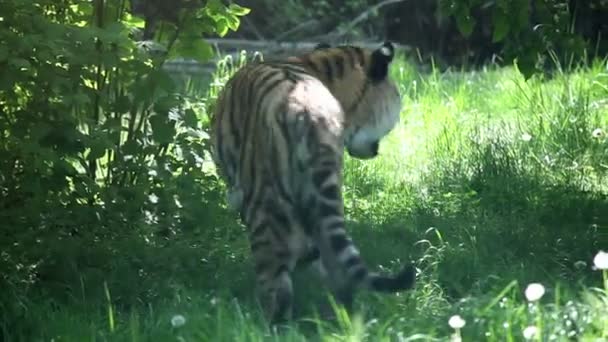 Tiger geht und schaut sich um - Filmmaterial, Video