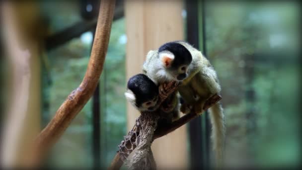 hayvanat bahçesindeki maymun - Video, Çekim