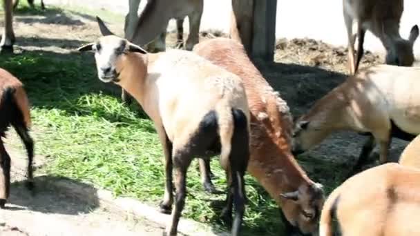 Safari zvířata jíst trávu, zatímco auta jízdy - Záběry, video