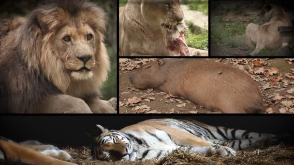 Verschiedene Tiere im Zoo von Ljubljana. - Filmmaterial, Video