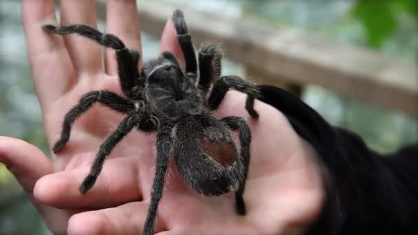 Pók a kezét az állatkertben - Felvétel, videó