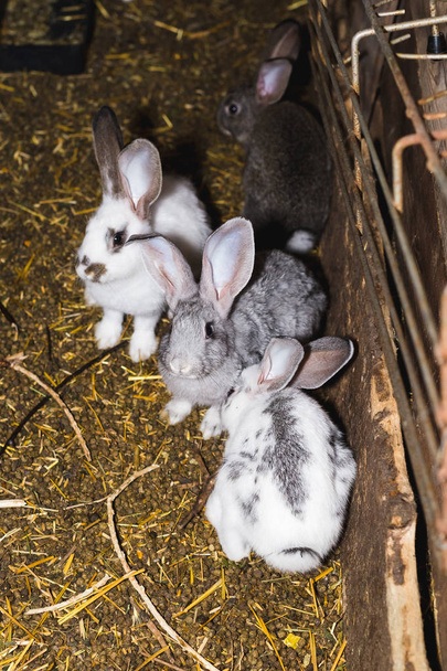 小さな小屋でウサギの大きなグループを繁殖. - 写真・画像