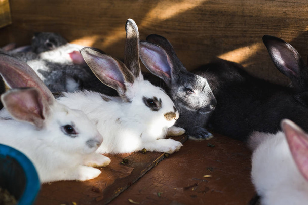 Breeding a large group of rabbits in a small shed. - Fotografie, Obrázek