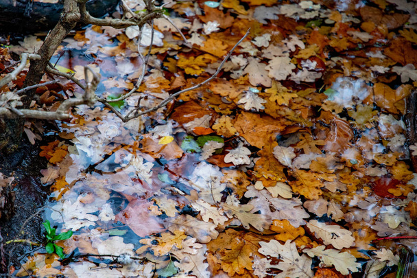 Sarı ve kahverengi yapraklar gölete battı. Akçaağaç ve meşe ağaçlarının ıslak yaprakları Berlin Almanya'da Tiergarten park gölünde yüzüyor. Suda çeşitli sonbahar yaprakları bol sonbahar zemin. - Fotoğraf, Görsel