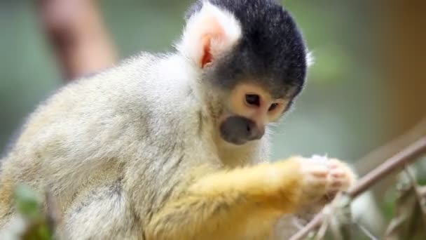 Monkey in zoo - Felvétel, videó