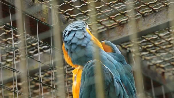 papuga ara w Lublanie zoo. - Materiał filmowy, wideo
