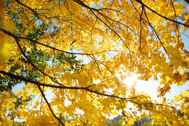 Kaunis kultainen vaahtera lehdet puun oksalla syyspäivänä
 - Valokuva, kuva