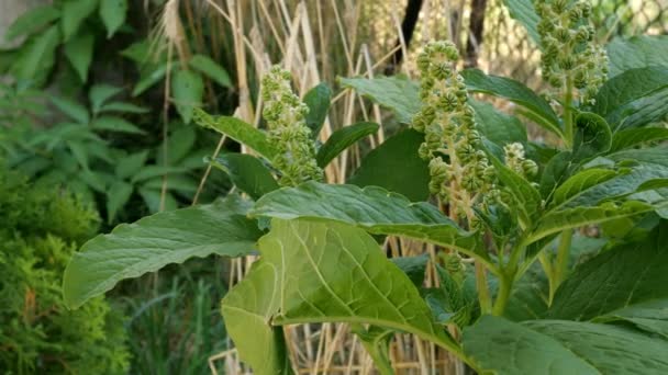 Lakonos American nebo Phytolacca americana Bush s listy a nezralými plody roste v zahradě nebo na dvorku a ve větru se stěží. Selektivní zaměření. - Záběry, video