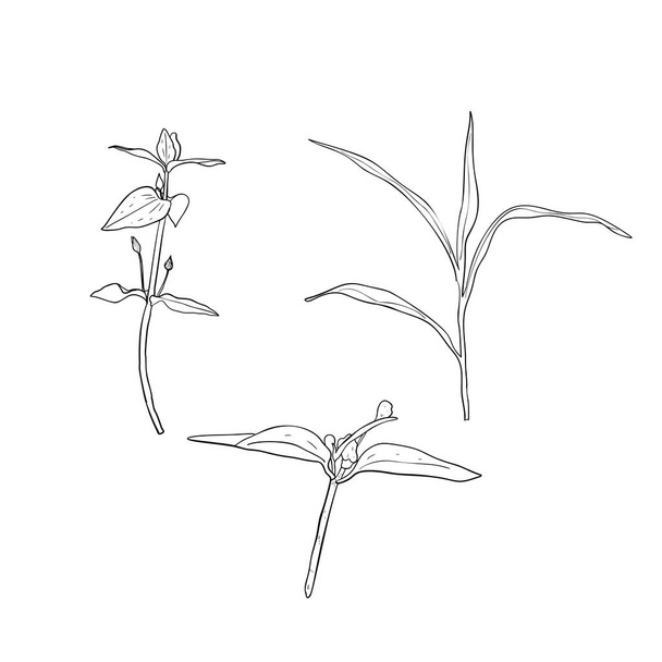 Herbs set. Ink sketch isolated on white background. Hand drawn vector illustration. Retro style. - Vektör, Görsel
