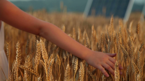 穀物畑の少女 - 映像、動画