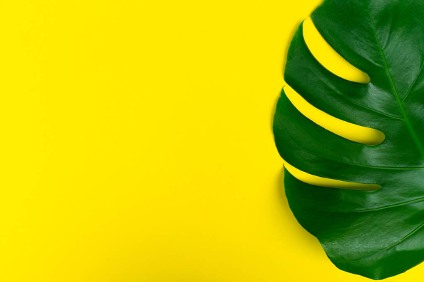  Feuilles tropicales Fleur de Monstera sur fond jaune. Arrangement créatif de ces feuilles tropicales sur un fond jaune vif. Concept d'été. Image plate avec espace de copie
. - Photo, image