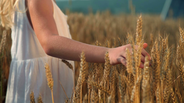 κοριτσάκι σε αγρό με βιολογικά σιτηρά - Πλάνα, βίντεο