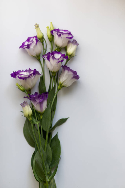 Pink flowers on a white background. Flat lay, top view floral background. - 写真・画像