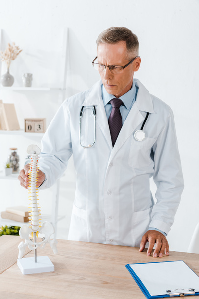 handsome doctor in glasses and white coat touching spine model  - Photo, Image
