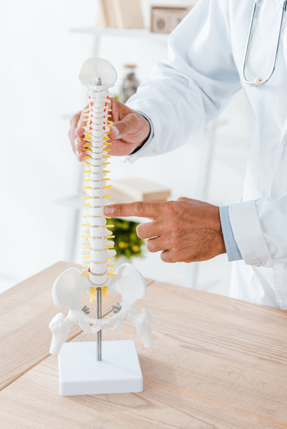 cropped view of doctor in white coat pointing with finger at spine model  - Фото, зображення