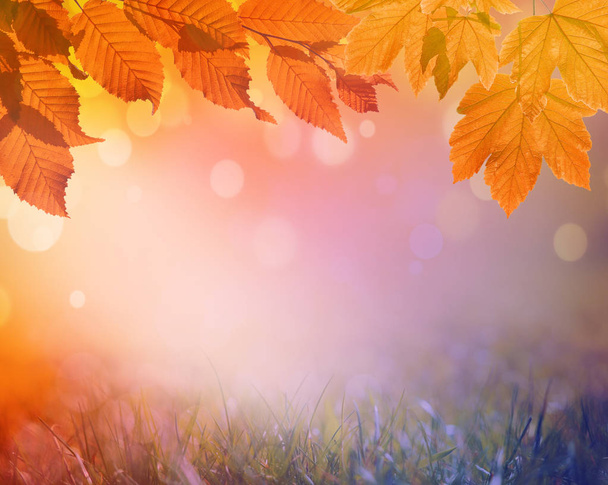Осенний фон. Апельсиновый лист в осеннем парке на размытом фоне
 - Фото, изображение