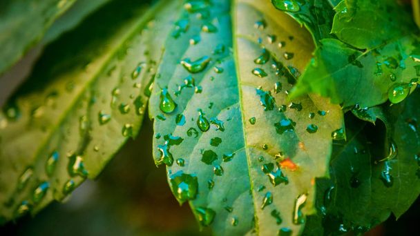leaves of a tree with drops. background of green leaves - Photo, Image