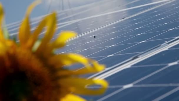 piękne słonecznika i słonecznej elektrowni - Materiał filmowy, wideo