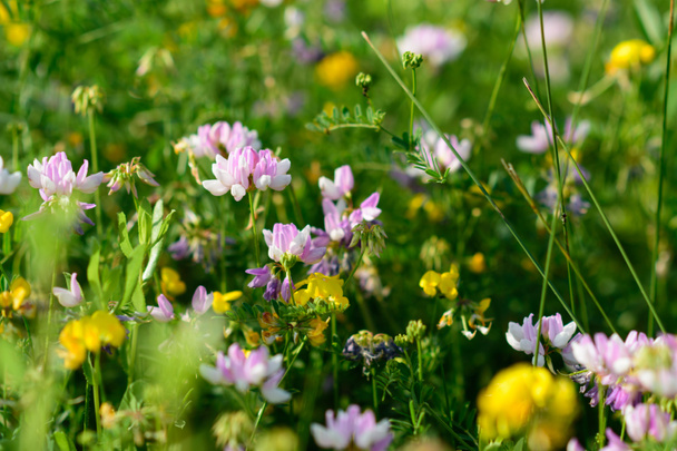 Parlak Coronilla gül çiçek yakın çekim. seçici odak. yaz saati - Fotoğraf, Görsel