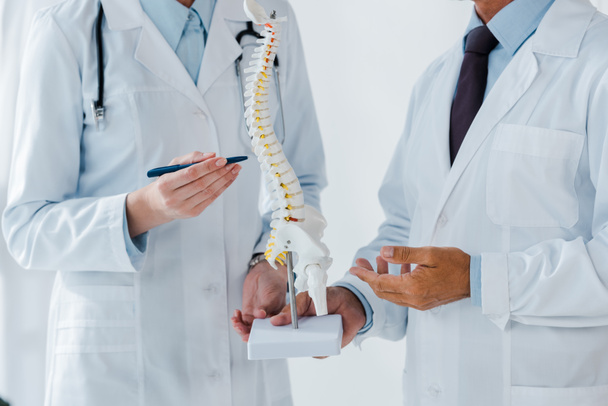 cropped view of doctor holding spine model near coworker in clinic  - Foto, Imagen