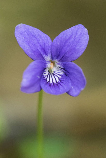 Viola gatunków fioletowy kwiat fioletowy delikatny wygląd - Zdjęcie, obraz