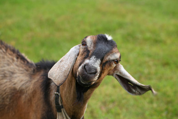 goat in the pasture - Photo, Image