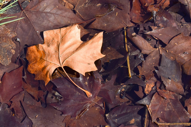 Nahaufnahme eines trockenen Ahornblattes auf dem Boden in einer Szene eines Herbsttages. das Blatt liegt auf anderen dunkelbraunen Blättern, weil sie vom Wasser einer Pfütze benetzt werden. horizontales Bild - Foto, Bild