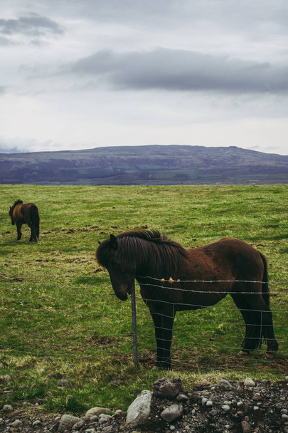 Brown horse herd in the pasture. Cold cloudy afternoon at the farm in Iceland - Photo, image